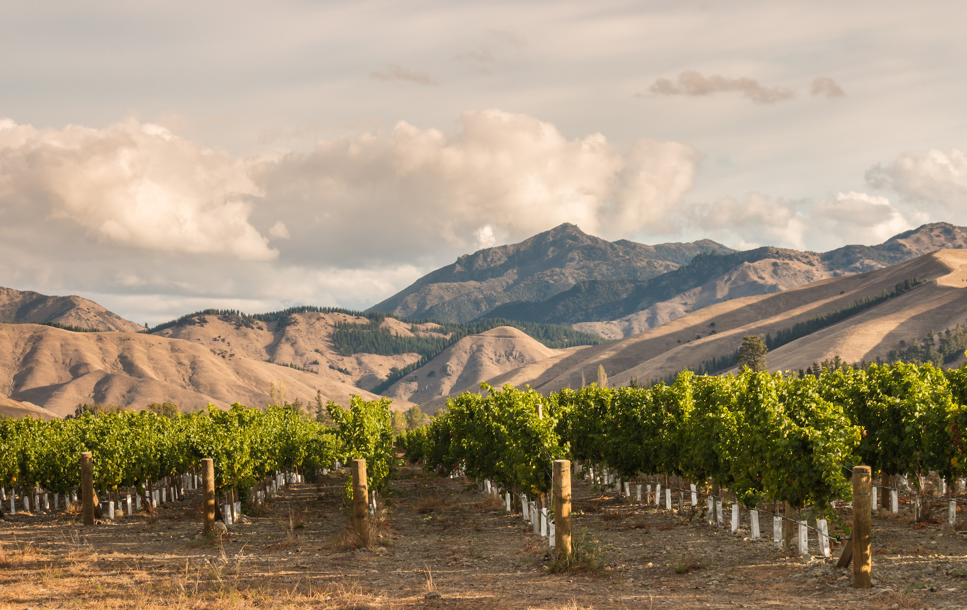 Mastering New Zealand Chardonnay