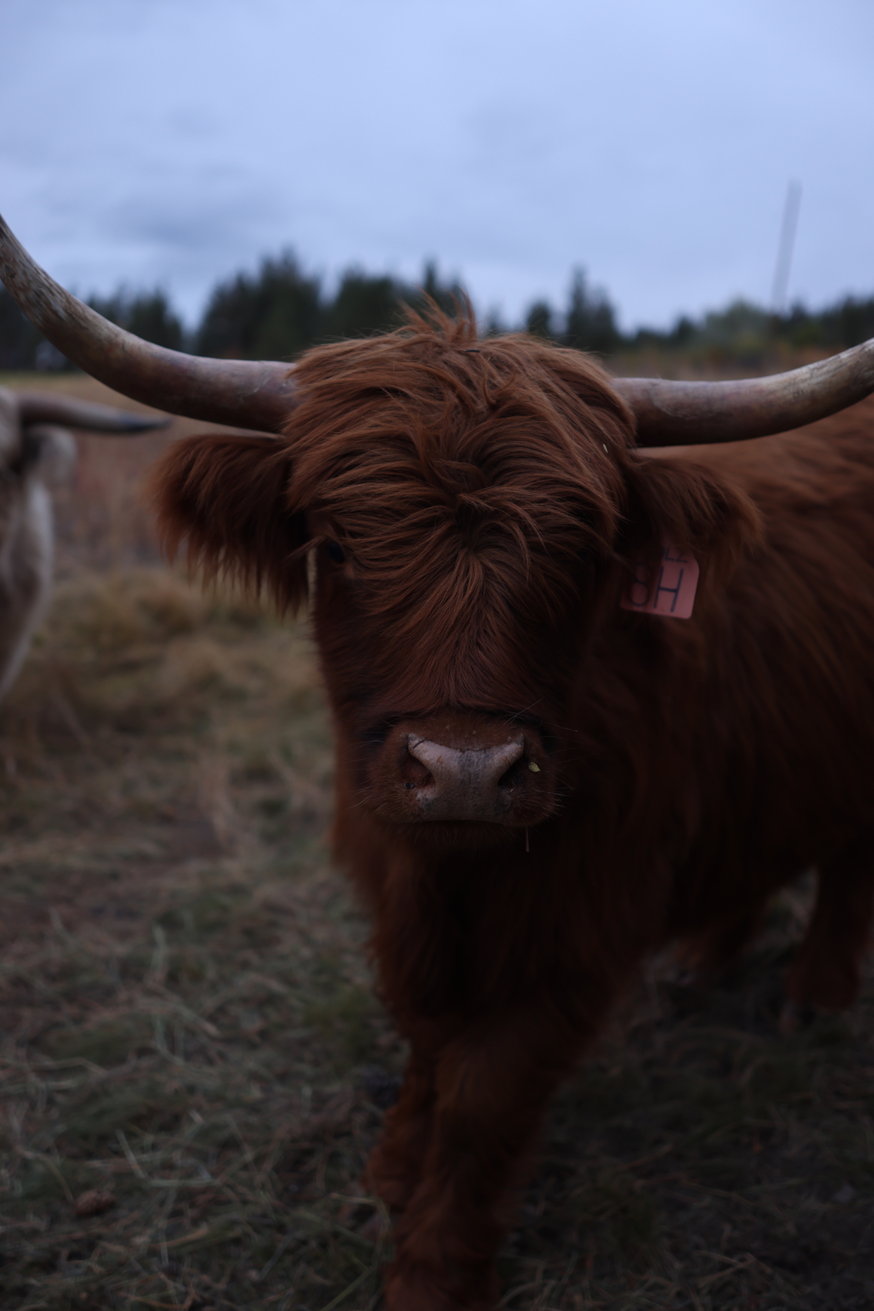 Scottish Highland Cow looking at camera