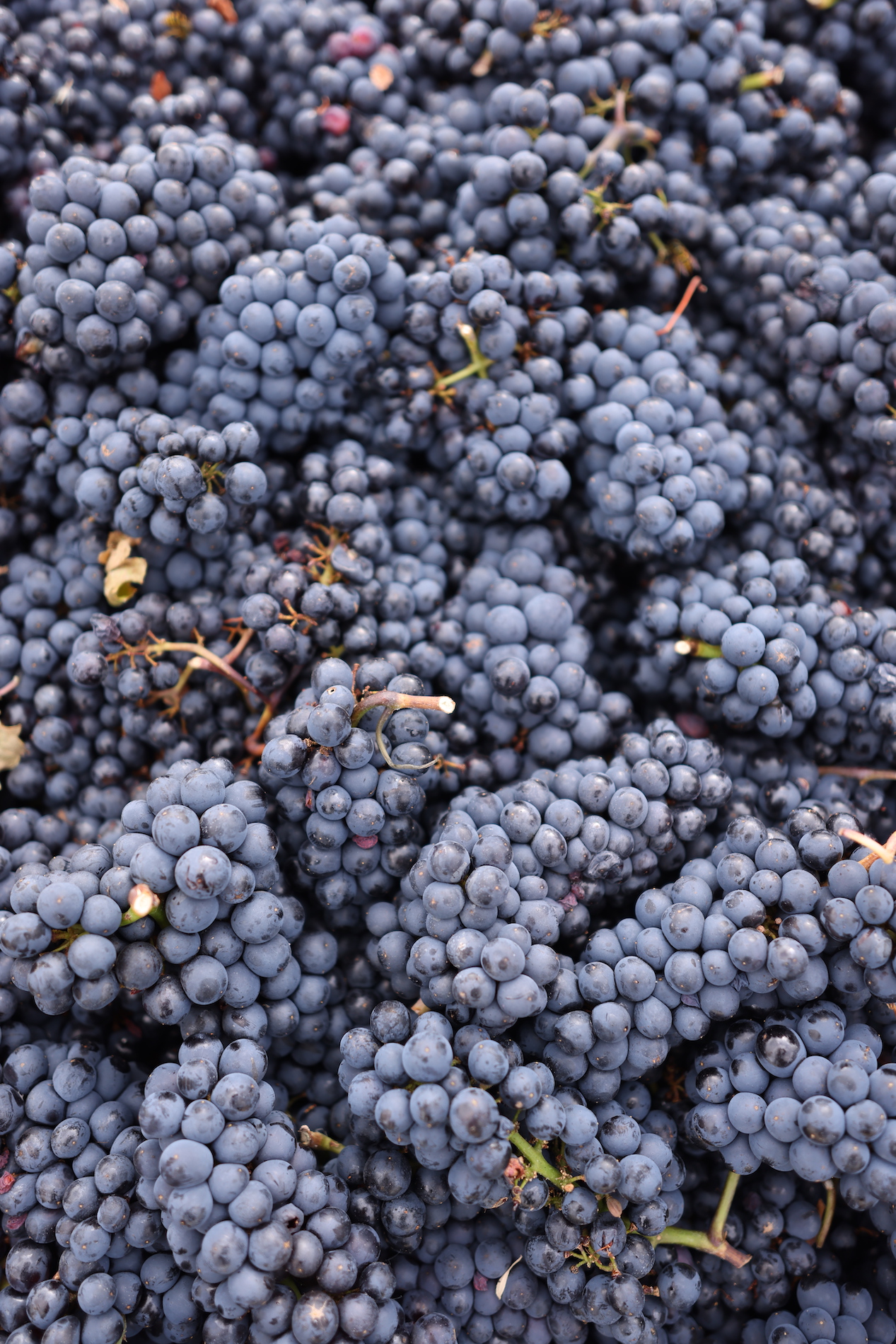 Close-up image of red grapes