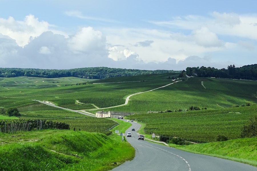 Vibrant green vineyards line a road