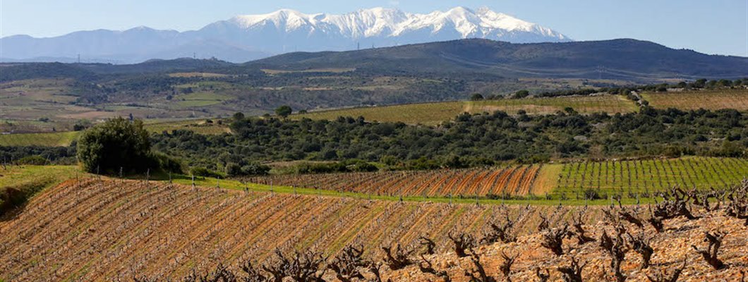 The Dry Side of Roussillon