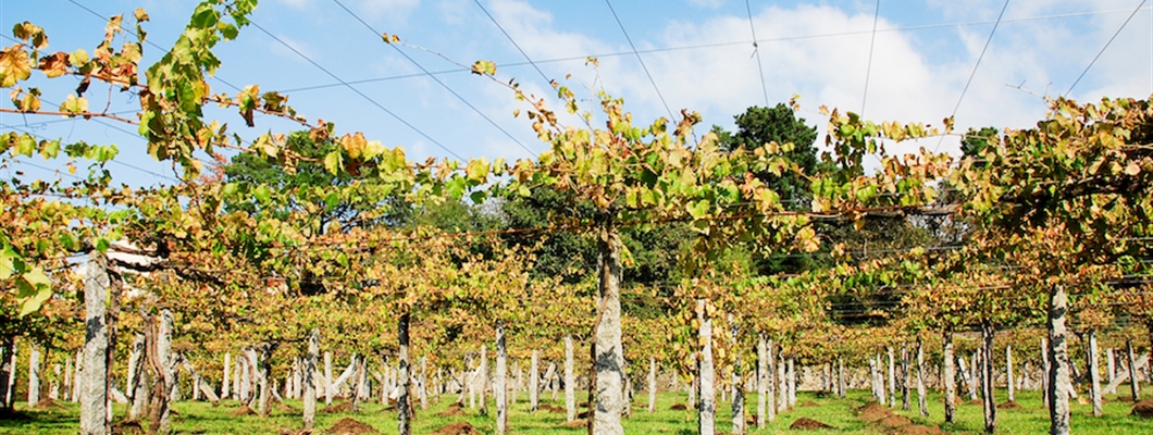 Godello &amp; Mencía in Northwest Spain