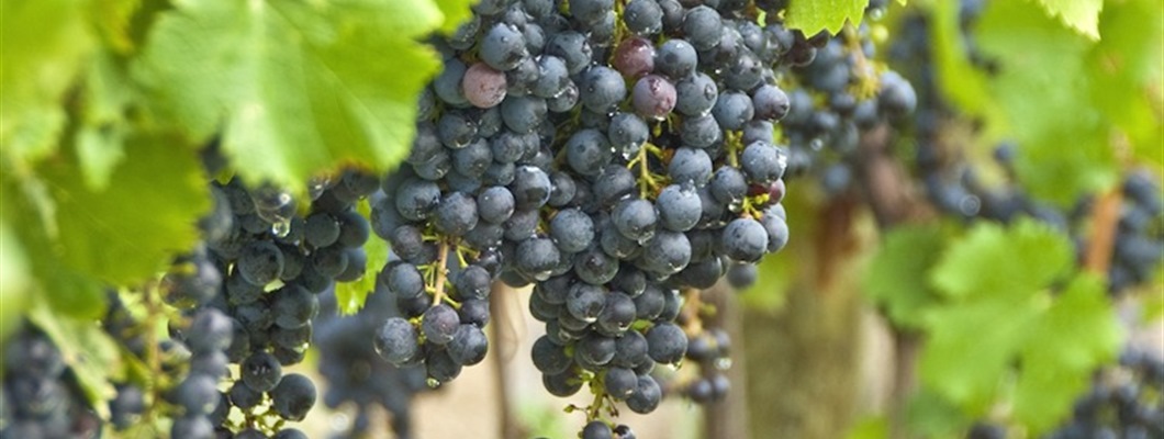 The Major Role of Minor Grapes