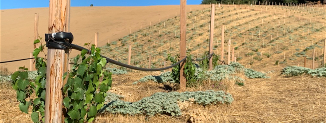 The Function &amp; Future of Rootstocks