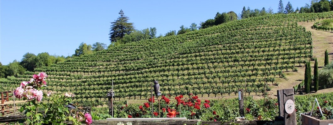 Cabernet Sauvignon in Sonoma