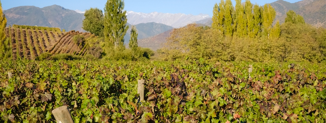 The Changing Face of Carmenère