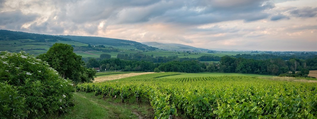 Vintage Crime: Wine Fraud in Burgundy