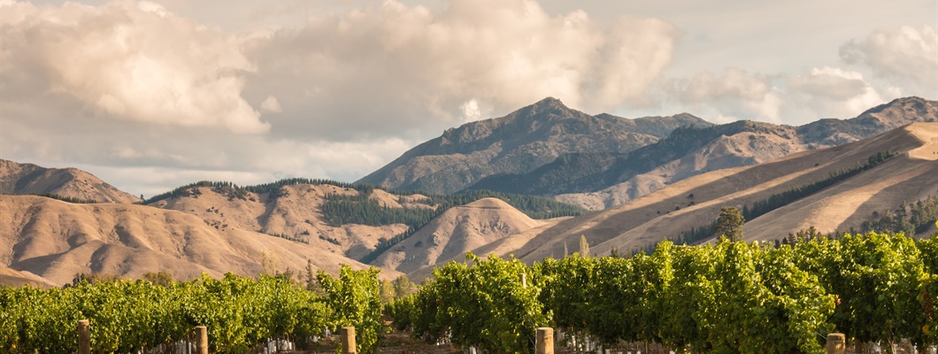 Mastering New Zealand Chardonnay