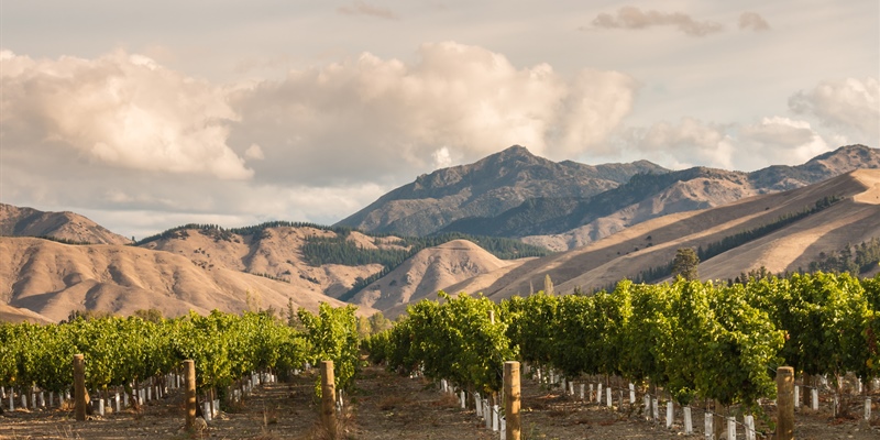 Mastering New Zealand Chardonnay