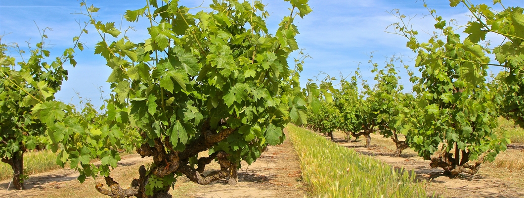 Reviving Old Vine Zinfandel