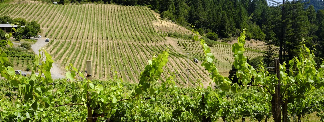 El condado de Sonoma y la costa central de California (en español)