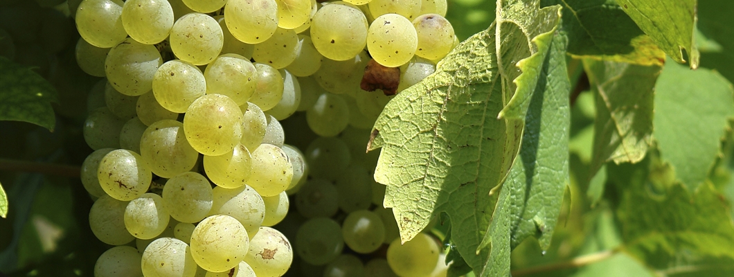 Introduction to White Grapes