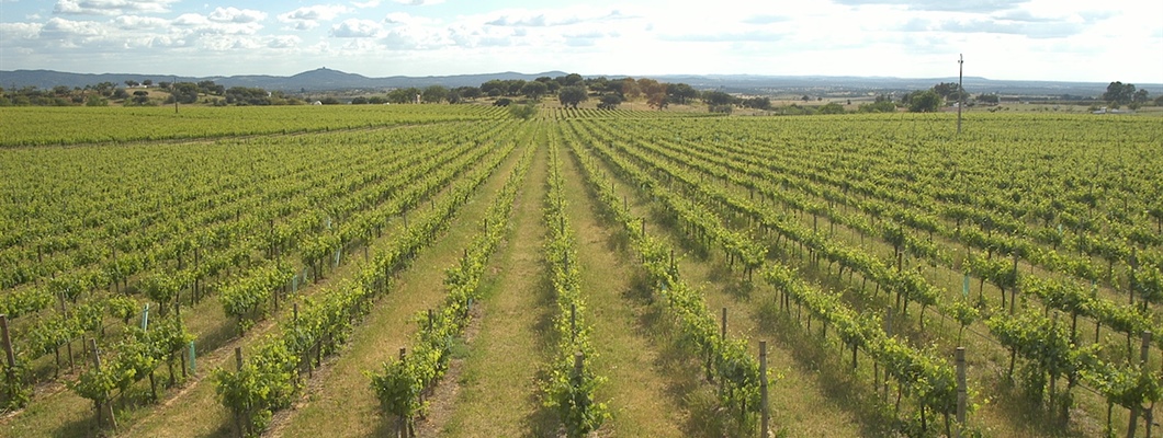 Portugal: Dry Wines