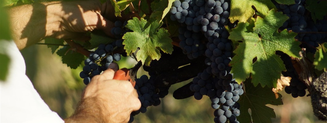 Cabernet Franc In the Loire