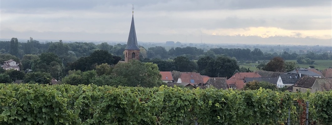 Understanding the Modern German Wine Landscape