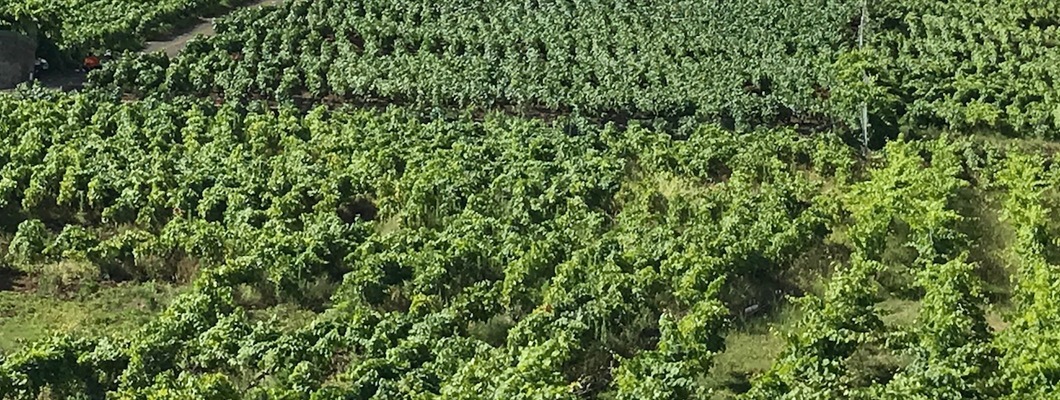 Beyond Sulfur: Viticultural Foliar Spray Programs