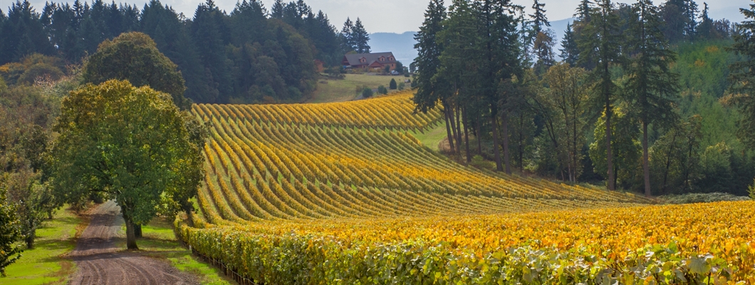 Willamette Valley’s Way with Chardonnay