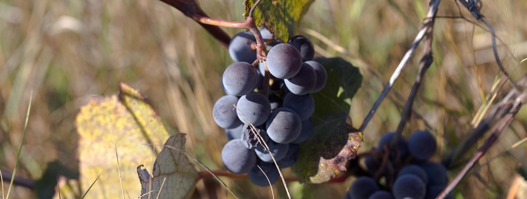 Hybrid Grapes: Where They Came From and Where They’re Going