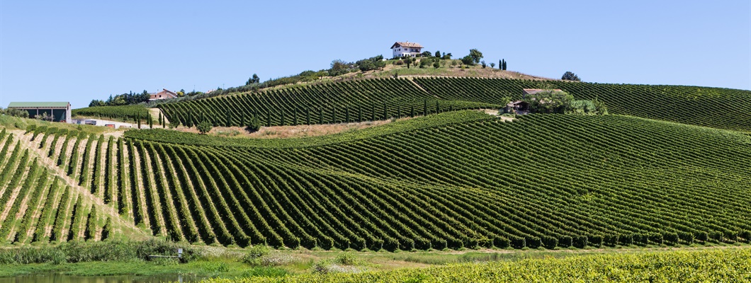 Montepulciano: The Next Great Grape?