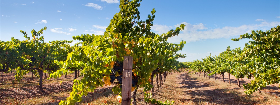 Too Much of a Good Thing: How Vine-Pull Schemes Can Help Grow a Sustainable Industry