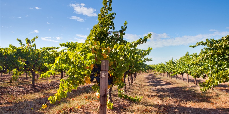 Too Much of a Good Thing: How Vine-Pull Schemes Can Help Grow a Sustainable Industry