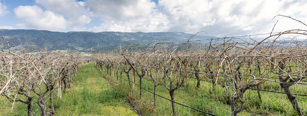 California’s Trellising Systems Adapt with the Times