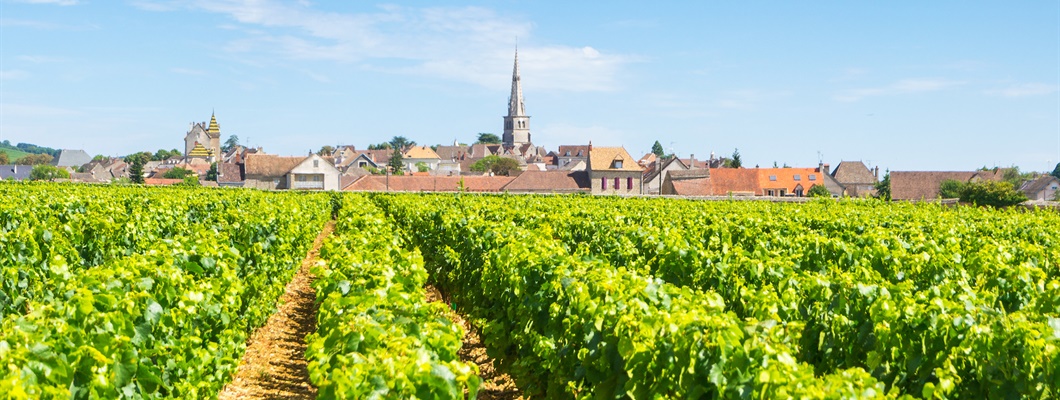 Burgundy: Past, Present, and Future