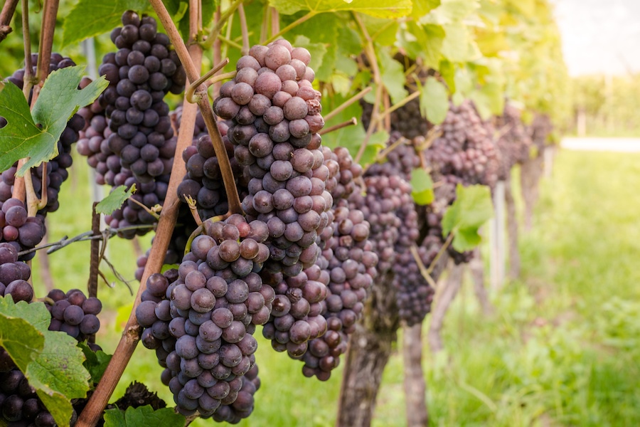 Pinot Grigio in Alto Adige (Photo credit: Adobe Stock)