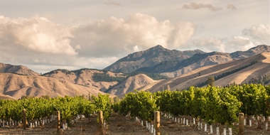 Mastering New Zealand Chardonnay