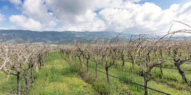California’s Trellising Systems Adapt with the Times