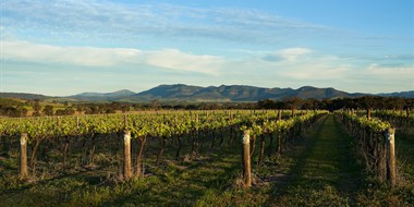 The Australian Ark: The History and Promise of the Australian Wine Industry