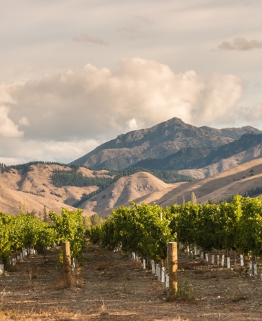 Mastering New Zealand Chardonnay