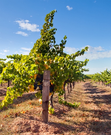 Too Much of a Good Thing: How Vine-Pull Schemes Can Help Grow a Sustainable Industry