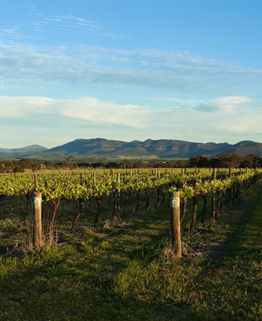 The Australian Ark: The History and Promise of the Australian Wine Industry