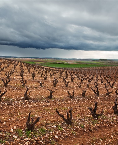 Vintage Decades: The 1990s in Rioja and Northern Rhône