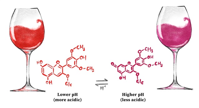 Illustration of red and purple wines with diagram of anthocyanin structure