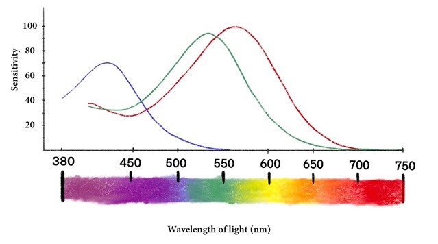 Chart showing sensitivity at different wavelengths for blue, green, and red